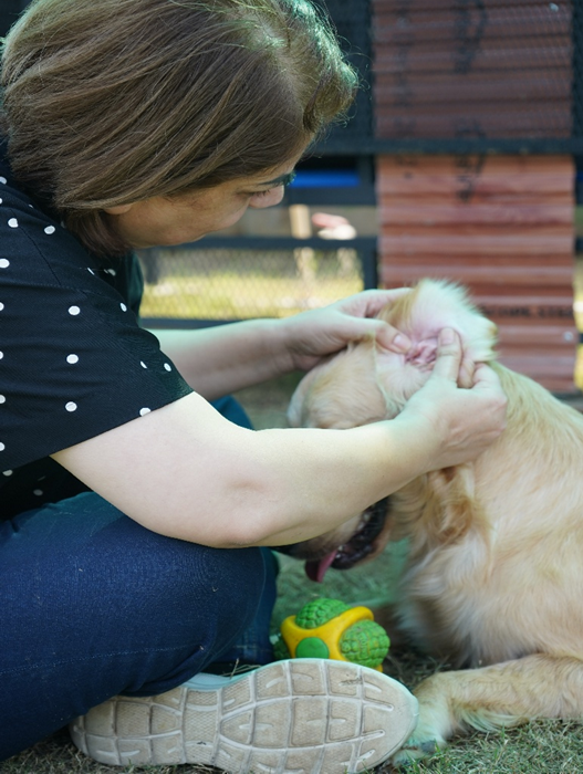 What Makes a Good Dog Hostel?