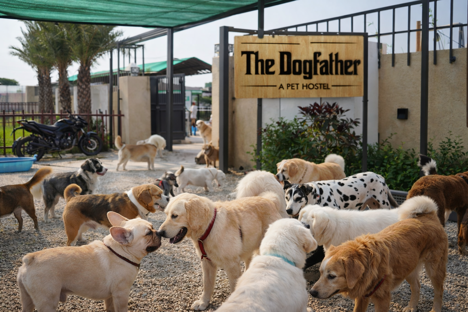 Why Socialization Is Important for Dogs ??