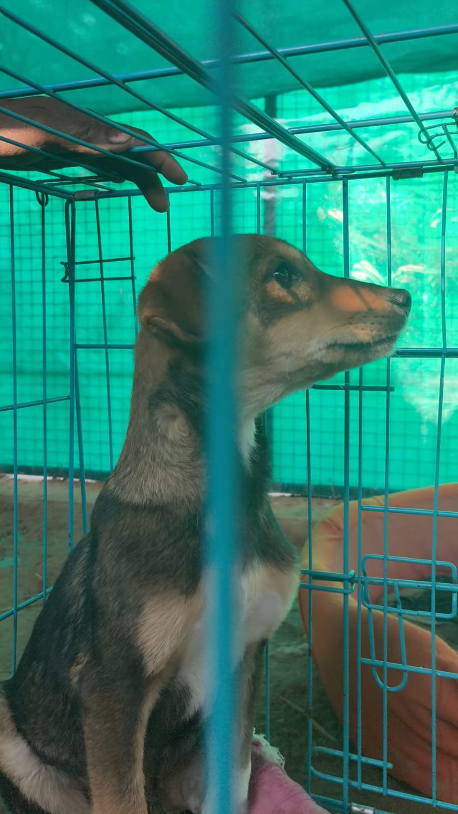 Dog Rescue Guide: From Street to Safe Home | The Dogfather – A Pet Hostel