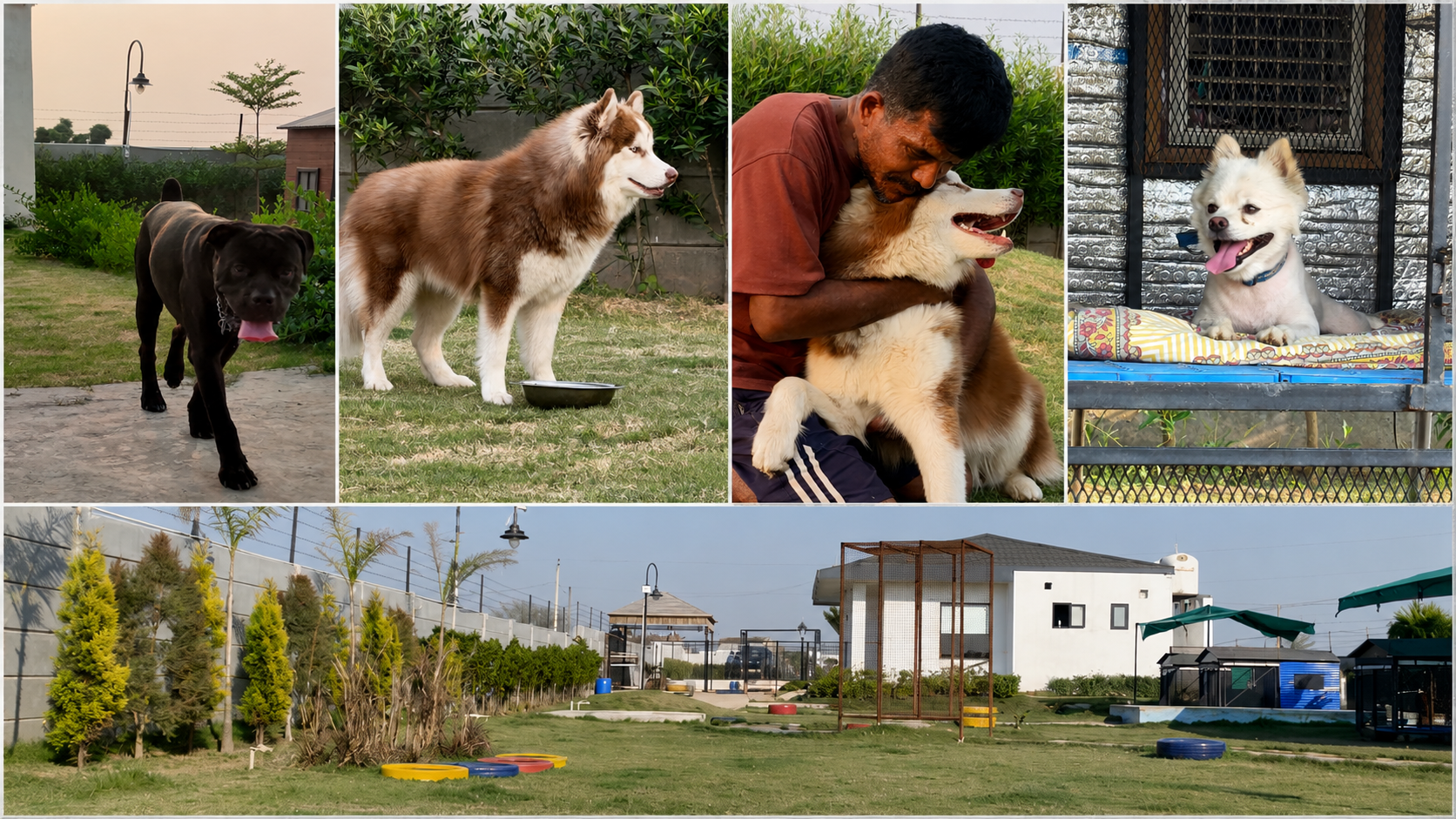 Why Dogs Need Holidays Too ?