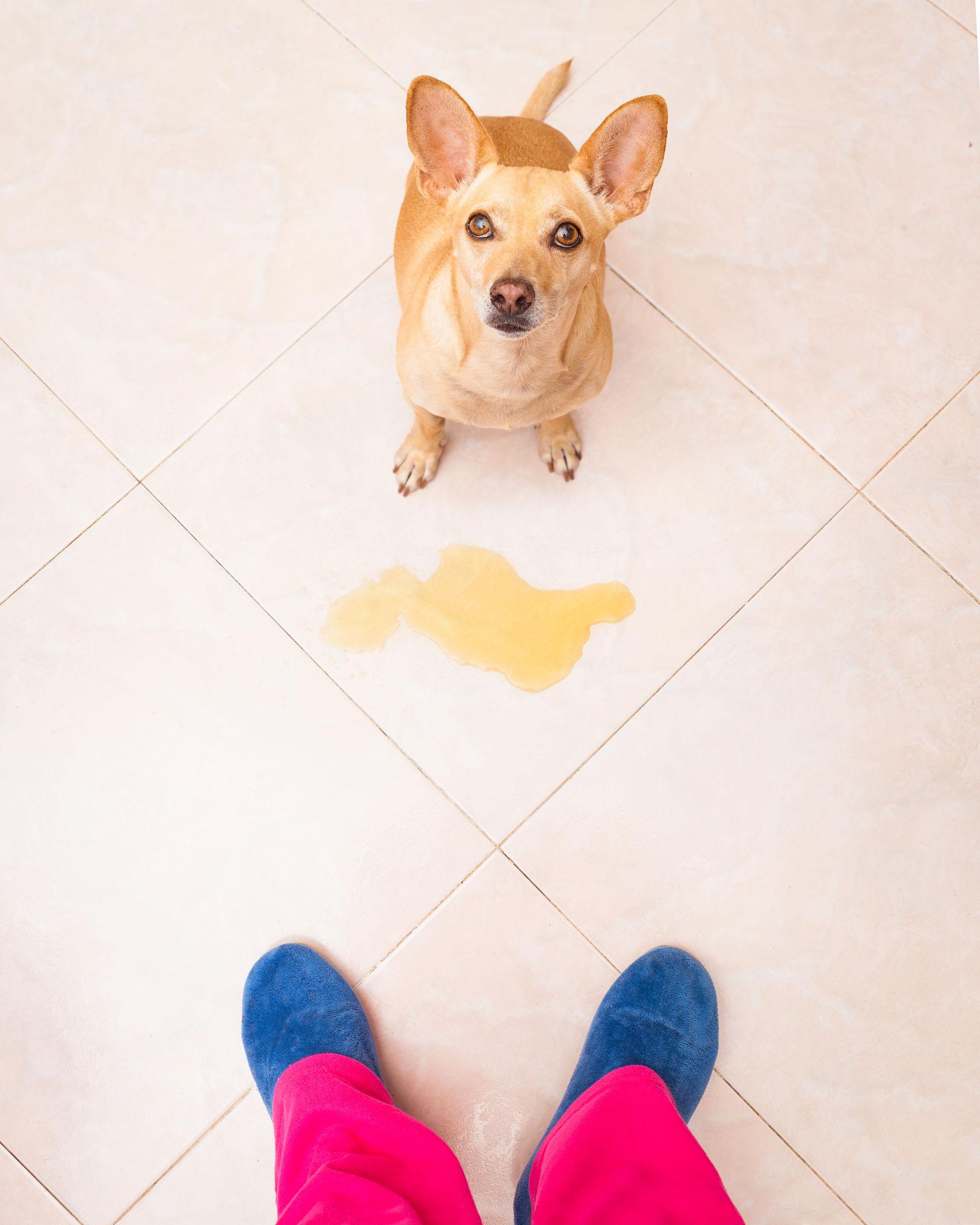 Why Does My Dog Pee Inside the Home ?