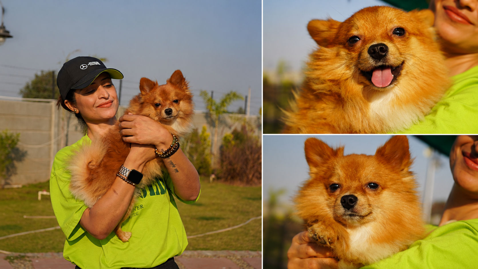 Pomeranians: Tiny Dogs with Giant Personalities